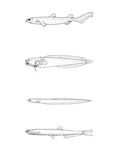 Dalatias Licha (Kitefin Shark), Dermatopsis Macrodon (Fleshfish), Diastobranchus Capensis (Basketwork Eel), Diplophos Rebainsi (Elongate Lightfish) Coloring Page